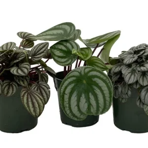 Peperomia Assortment Live Plant 3 Pack in 4 inch Pots - Low Maintenance Indoor Houseplant - Image 2