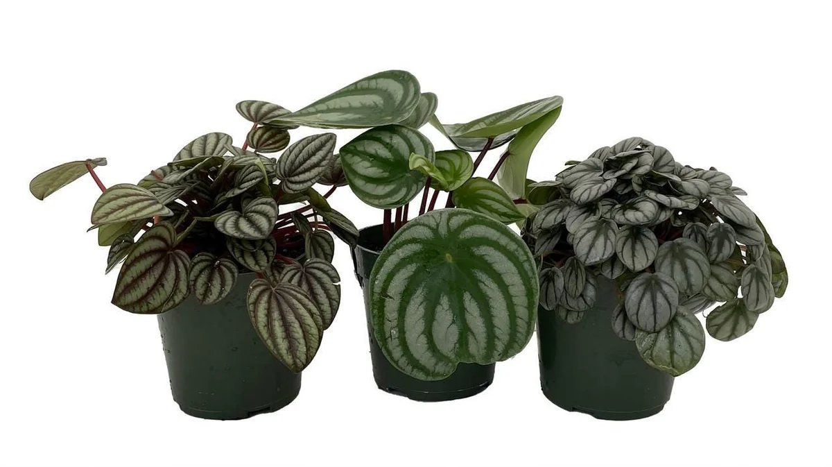 Peperomia Assortment Live Plant 3 Pack in 4 inch Pots - Low Maintenance Indoor Houseplant - Image 2