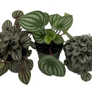 Peperomia Assortment Live Plant 3 Pack in 4 inch Pots - Low Maintenance Indoor Houseplant - Image 1