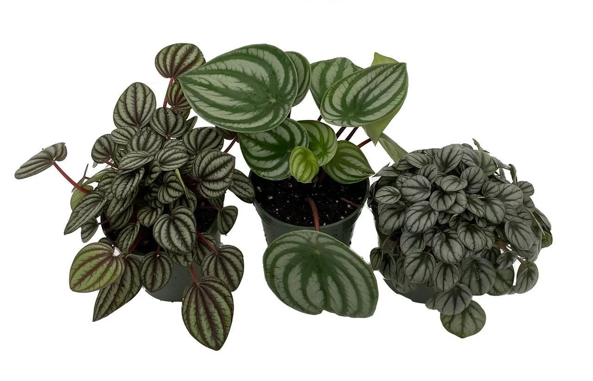 Peperomia Assortment Live Plant 3 Pack in 4 inch Pots - Low Maintenance Indoor Houseplant - Image 1