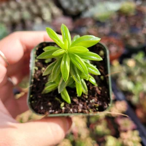 Peperomia Axillaris Succulent Plant - Live Plant - Drought Tolerant - Image 5