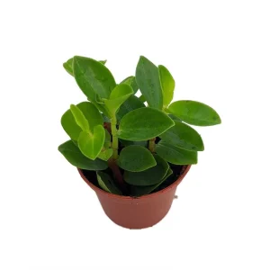 Peperomia 'Bamboo Stalks' Live Plant – Easy Care Houseplant – 2.5" Pot - Image 2