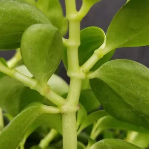 Peperomia 'Bamboo Stalks' Live Plant – Easy Care Houseplant – 2.5