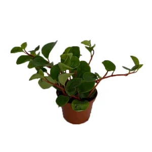 Peperomia Cubensis Live Plant - Trailing Vine - 2.5 inch Pot - Indoor Houseplant - Image 1