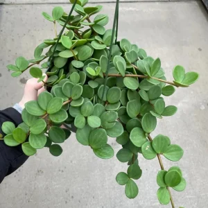 Peperomia Hope Live Plant - 2" Pot - Trailing Houseplant for Indoor Decor - Image 2