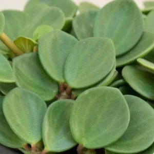 Peperomia Hope Live Plant - 2