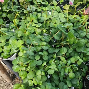 Peperomia Hope Live Plant - 2