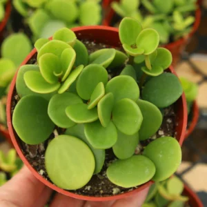 Peperomia Hope Live Plant – Trailing Indoor Plant – 4 inch Pot - Image 6