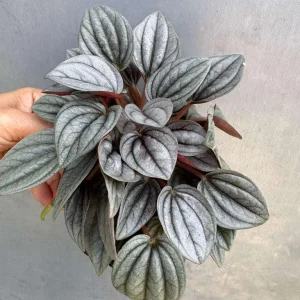 Peperomia Napoli Nights Live Plant - 4 inch Nursery Pot, Silver Green Foliage Indoor - Image 2