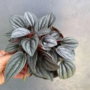 Peperomia Napoli Nights Live Plant - 4 inch Nursery Pot, Silver Green Foliage Indoor - Image 1
