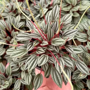 Peperomia Rosso Live Plant - Tropical Houseplant with Red Undersides, 2-4 inch Pot - Image 1