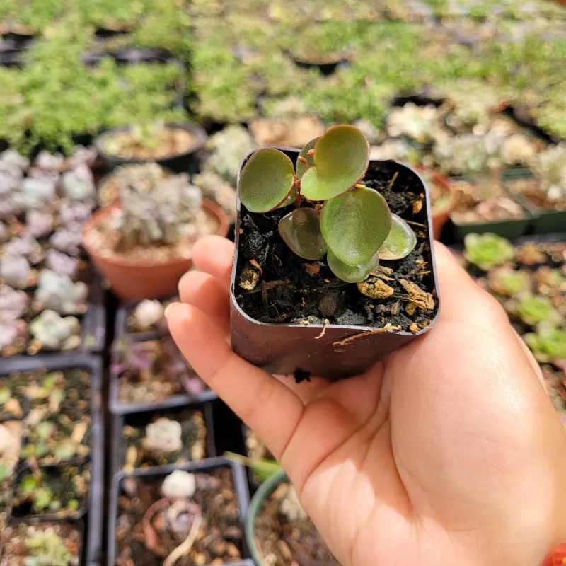 Peperomia 'Ruby Cascade' Trailing Succulent Plant