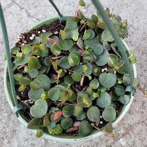 Peperomia 'Ruby Cascade' Live Plant – Trailing Succulent for Indoors - Image 5