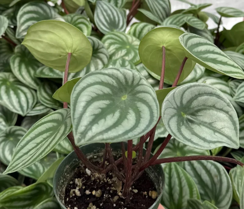 Peperomia Watermelon - Medium To Bright Light, Air-purifying Houseplant 4" Pot / Cow Pot by Succulents Box