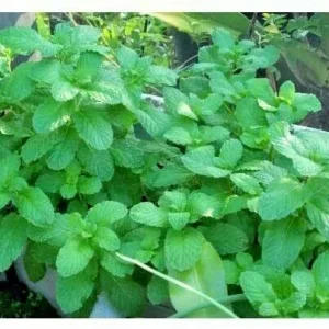 Peppermint Live Edible Aromatic Herb Plant – Chocolate Mint – Easy Care – 7 in - Image 2