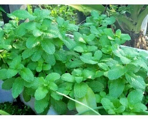 Peppermint Live Edible Aromatic Herb Plant – Chocolate Mint – Easy Care – 7 in - Image 2