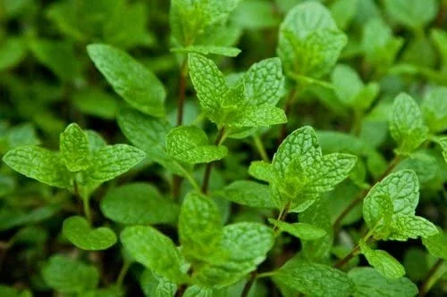 Peppermint Live Edible Aromatic Herb Plant – Chocolate Mint – Easy Care – 7 in - Image 1