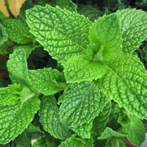 Peppermint Live Herb Plant – 5" Height – Fragrant Culinary & Garden Perennial - Image 2
