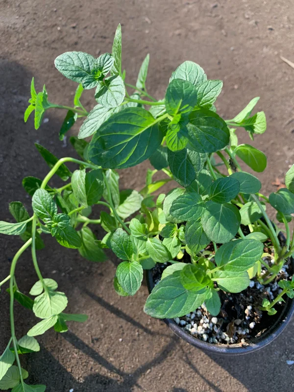 Peppermint Live Plant – 3 inch Pot – Aromatic Culinary Herb - Image 1