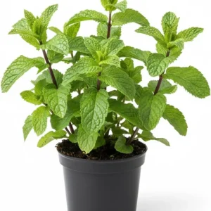 Peppermint Live Plant – Fresh Fragrant Mint Herb – 4 Inch Pot – Indoor/Outdoor - Image 2