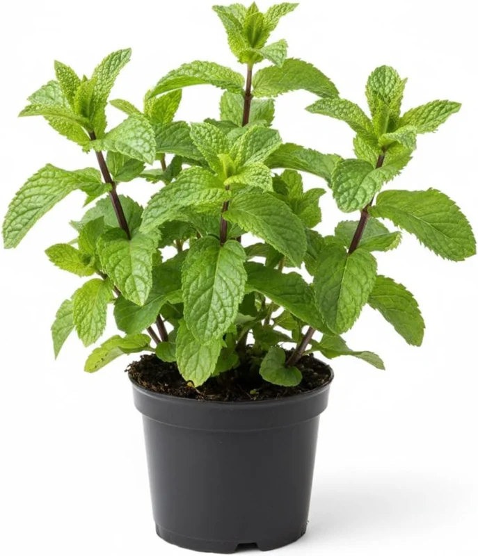 Peppermint Live Plant – Fresh Fragrant Mint Herb – 4 Inch Pot – Indoor/Outdoor - Image 2