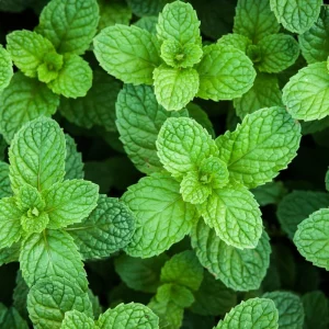 Peppermint Live Plant – Fresh Fragrant Mint Herb – 4 Inch Pot – Indoor/Outdoor - Image 4