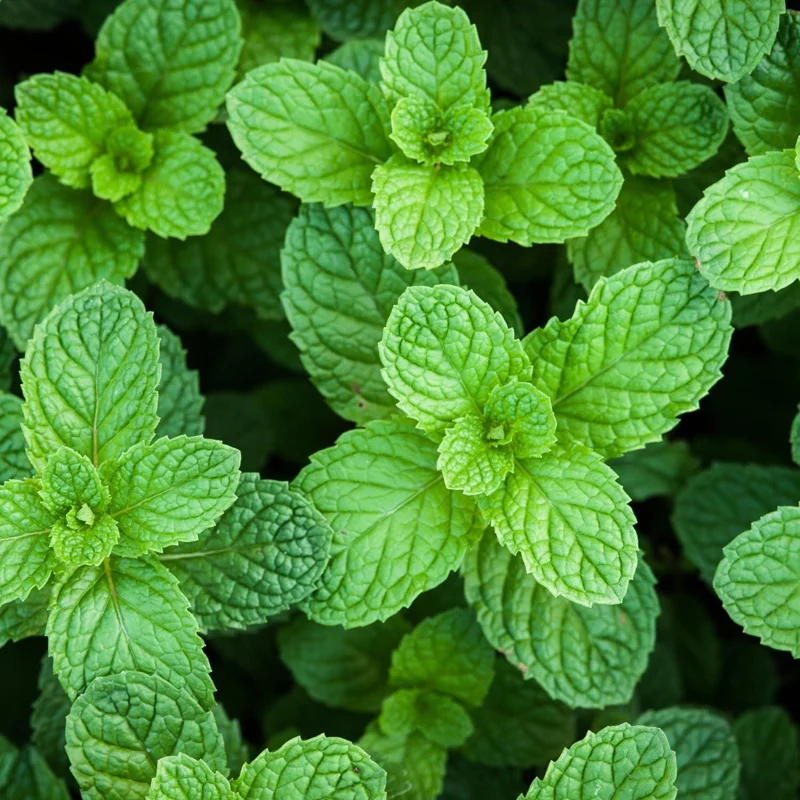 Peppermint Live Plant – Fresh Fragrant Mint Herb – 4 Inch Pot – Indoor/Outdoor - Image 4