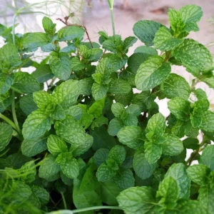 Peppermint Live Plant – Fresh Fragrant Mint Herb – 4 Inch Pot – Indoor/Outdoor - Image 5