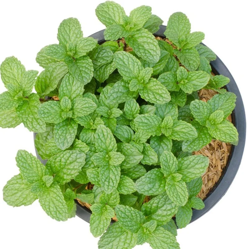 Peppermint Live Plant – Fresh Fragrant Mint Herb – 4 Inch Pot – Indoor/Outdoor - Image 6