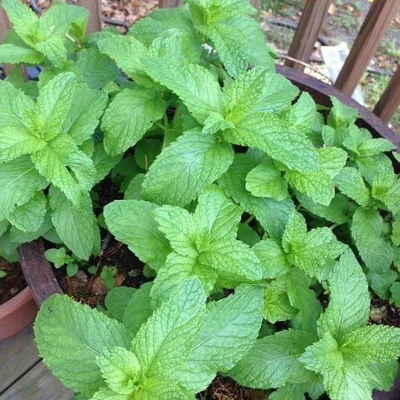Peppermint Live Plant – Fresh Fragrant Mint Herb – 4 Inch Pot – Indoor/Outdoor - Image 1