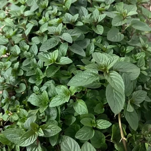 Peppermint Live Plant - Mentha x piperita - Aromatic Culinary Herb - Image 3