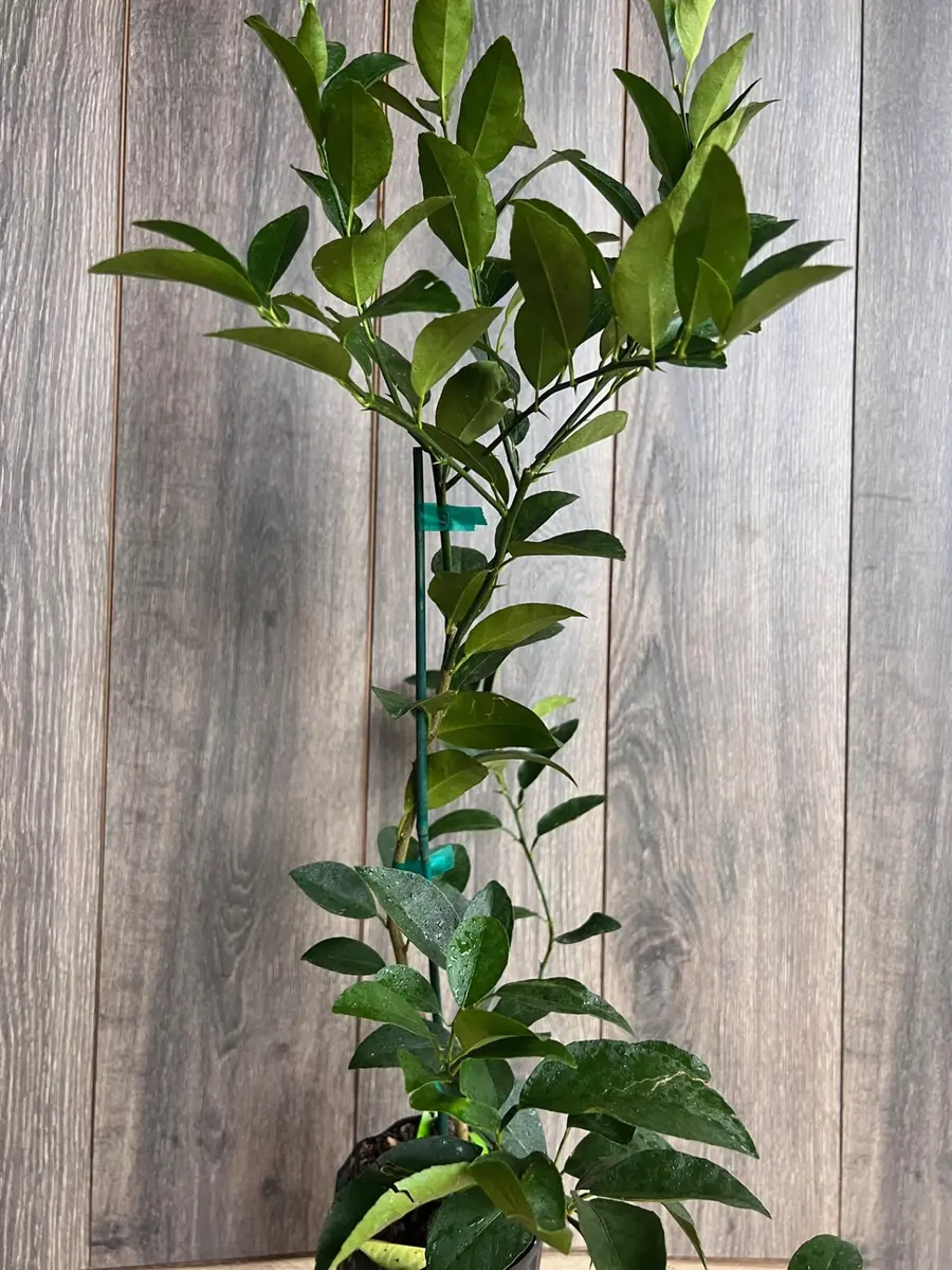 Persian Lime Tree Live Plant – 1/2 Gallon Pot – Citrus Latifolia – Indoor/Outdoor - Image 3