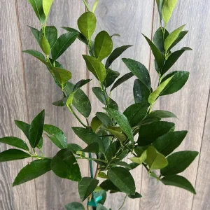 Persian Lime Tree Live Plant – 1/2 Gallon Pot – Citrus Latifolia – Indoor/Outdoor - Image 1