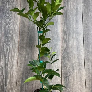 Persian Lime Tree Live Plant – 1/2 Gallon Pot – Citrus Latifolia – Indoor/Outdoor - Image 4