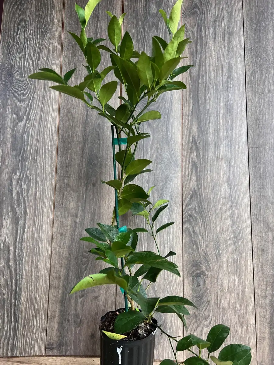 Persian Lime Tree Live Plant – 1/2 Gallon Pot – Citrus Latifolia – Indoor/Outdoor - Image 4