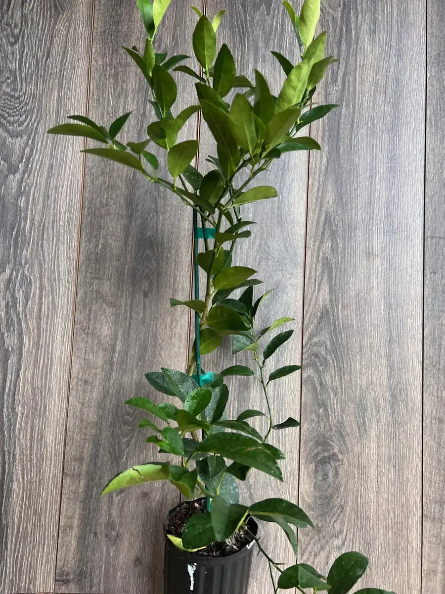 Persian Lime Tree Live Plant – 1/2 Gallon Pot – Citrus Latifolia – Indoor/Outdoor - Image 5