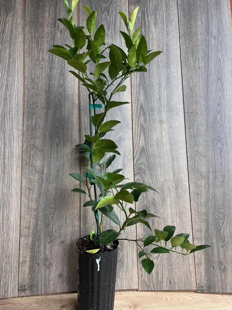 Persian Lime Tree Live Plant – 1/2 Gallon Pot – Citrus Latifolia – Indoor/Outdoor - Image 6