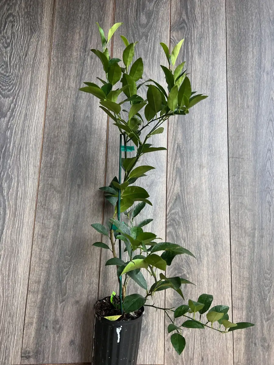 Persian Lime Tree Live Plant – 1/2 Gallon Pot – Citrus Latifolia – Indoor/Outdoor - Image 7