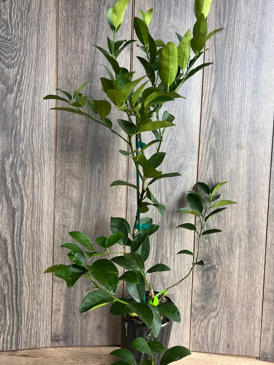Persian Lime Tree Live Plant – 1/2 Gallon Pot – Citrus Latifolia – Indoor/Outdoor - Image 8