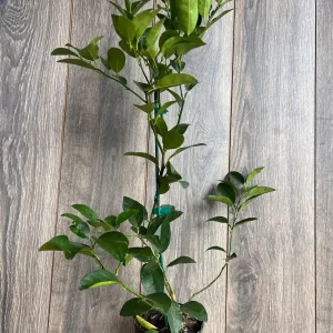 Persian Lime Tree Live Plant – 1/2 Gallon Pot – Citrus Latifolia – Indoor/Outdoor - Image 9