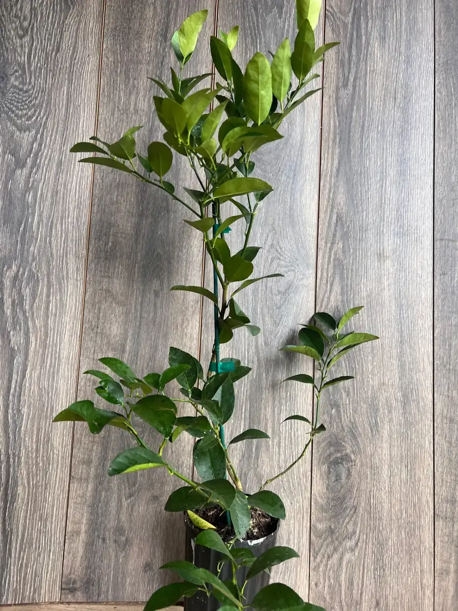 Persian Lime Tree Live Plant – 1/2 Gallon Pot – Citrus Latifolia – Indoor/Outdoor - Image 9