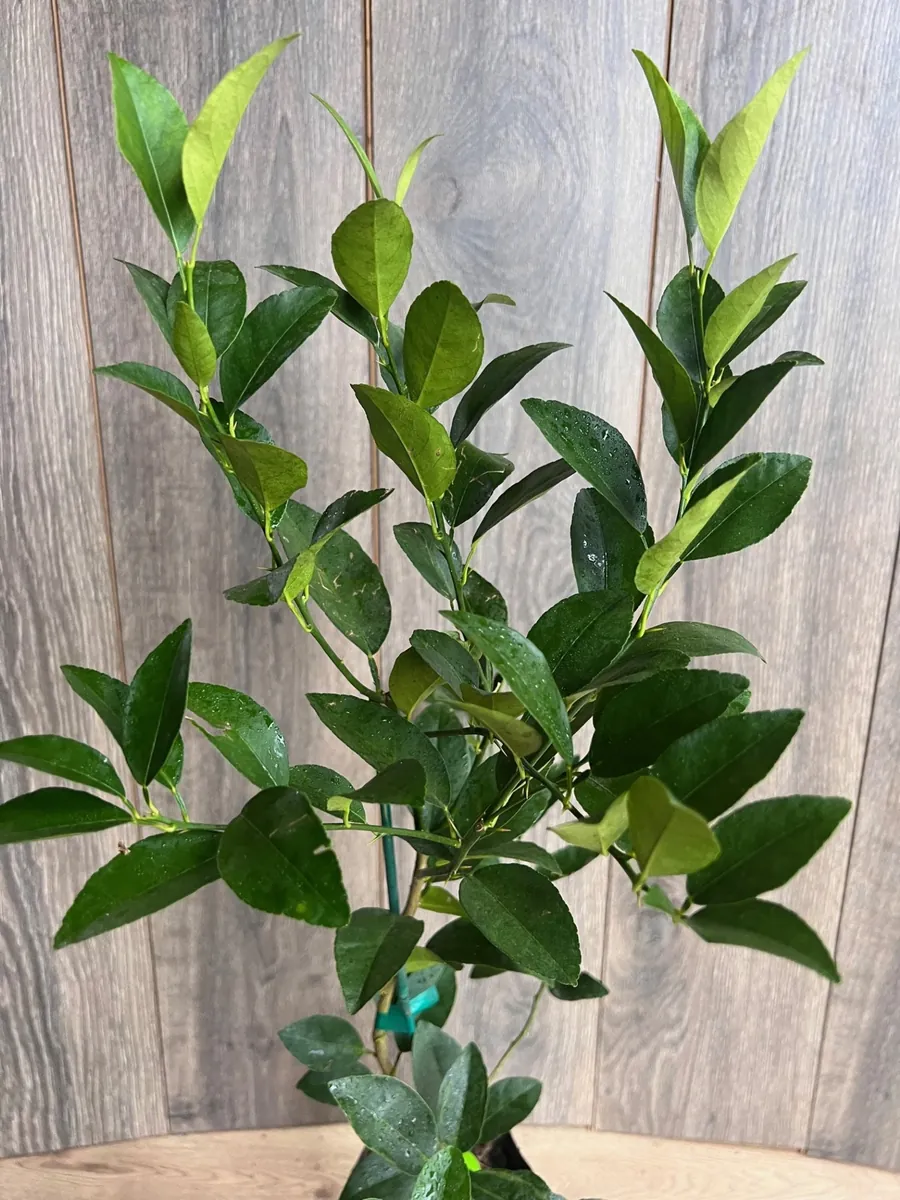 Persian Lime Tree Live Plant – 1/2 Gallon Pot – Citrus Latifolia – Indoor/Outdoor - Image 1