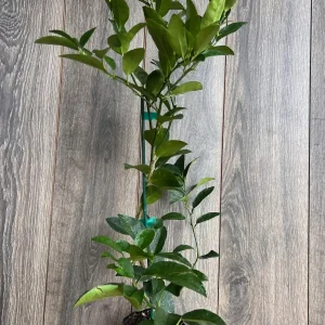 Persian Lime Tree Live Plant - Grafted Citrus x Latifolia - 1/2 Gallon Pot - Image 5