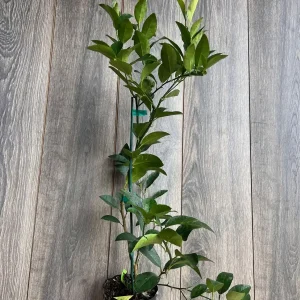 Persian Lime Tree Live Plant - Grafted Citrus x Latifolia - 1/2 Gallon Pot - Image 7