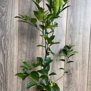 Persian Lime Tree Live Plant - Grafted Citrus x Latifolia - 1/2 Gallon Pot - Image 8
