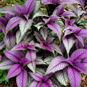 Persian Shield Live Plant - Strobilanthes - Iridescent Purple Foliage - 2.5 inch Pot - Image 4