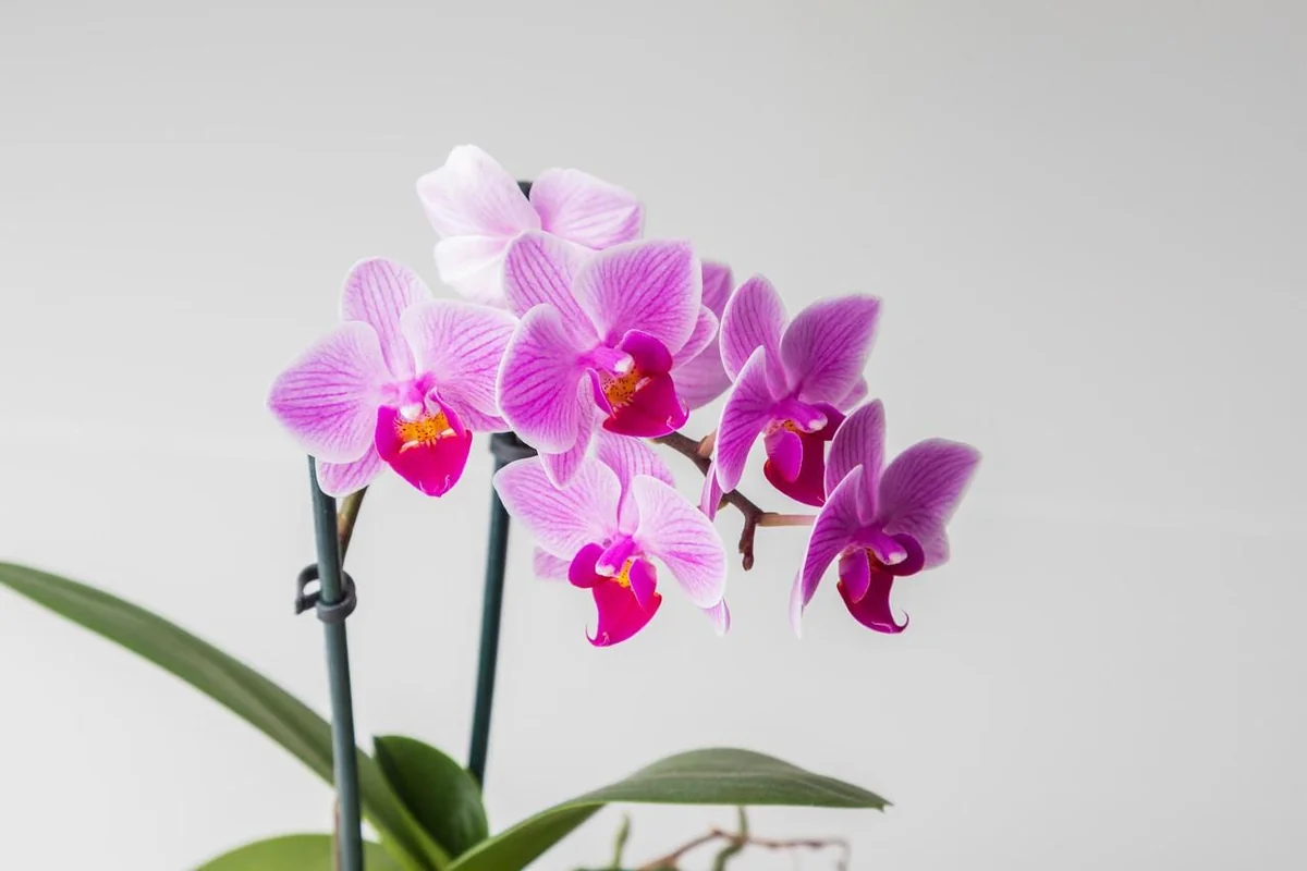 Phalaenopsis Moth Orchid Live Plant - 2 inch Pot - Easy Indoor Houseplant - Image 4