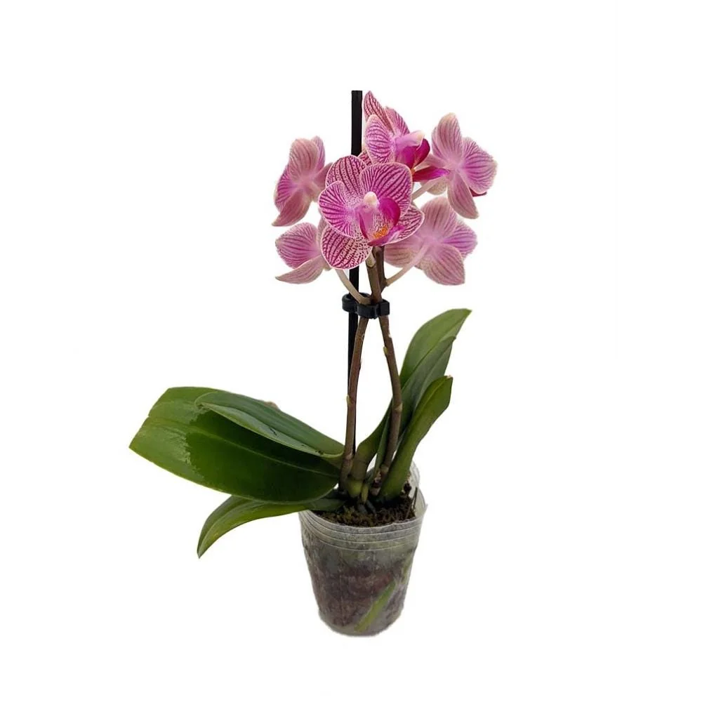 Phalaenopsis Moth Orchid Live Plant - 2 inch Pot - Easy Indoor Houseplant - Image 1