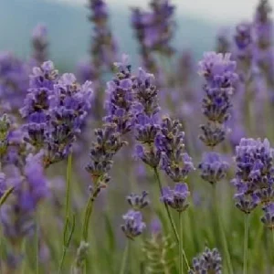 Phenomenal Lavender Live Plant – Aromatic Herb – Hardy Zones 5-9 – Starter Plug - Image 2