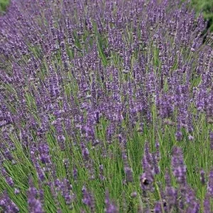 Phenomenal Lavender Live Plant – Aromatic Herb – Hardy Zones 5-9 – Starter Plug - Image 1